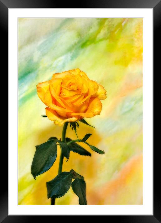 Yellow Rose #3 Framed Mounted Print by Chuck Underwood