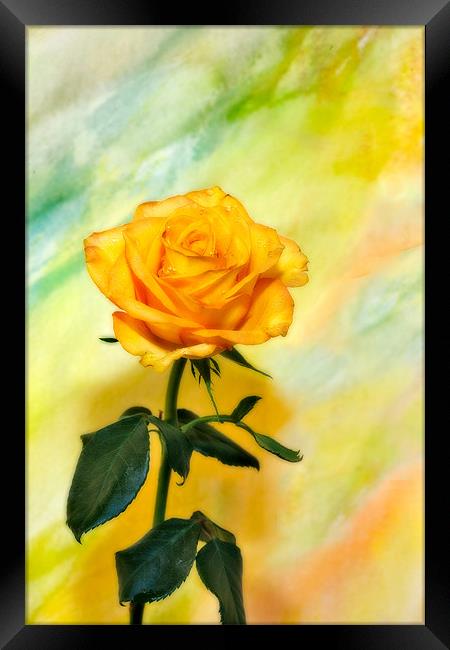 Yellow Rose #3 Framed Print by Chuck Underwood