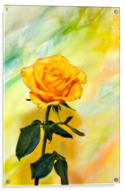 Yellow Rose #3 Acrylic by Chuck Underwood
