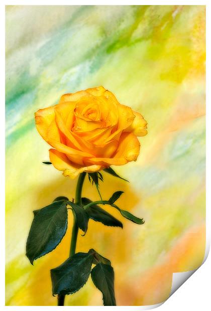 Yellow Rose #3 Print by Chuck Underwood