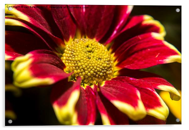 Chrysanthemum Acrylic by Jay Beevor