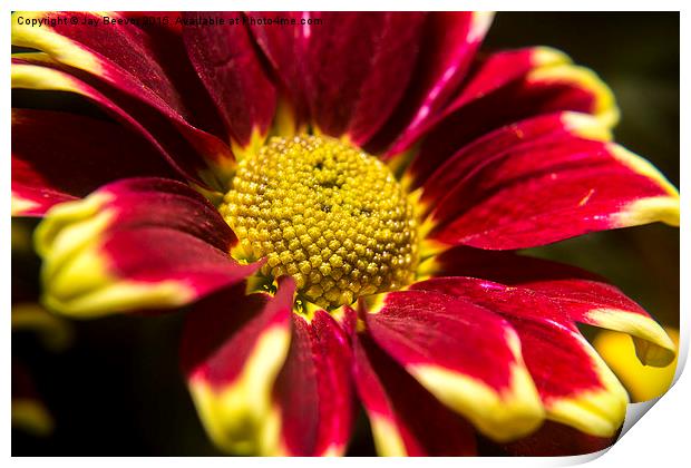 Chrysanthemum Print by Jay Beevor