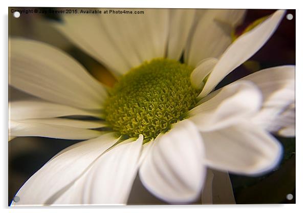  Chrysanthemum Acrylic by Jay Beevor