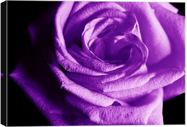 The Purple Rose of Love Canvas Print by james balzano, jr.