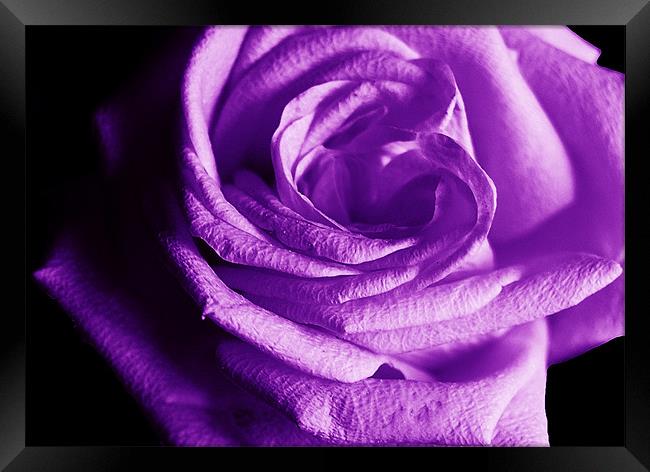 The Purple Rose of Love Framed Print by james balzano, jr.