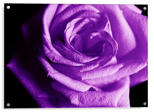 The Purple Rose of Love Acrylic by james balzano, jr.