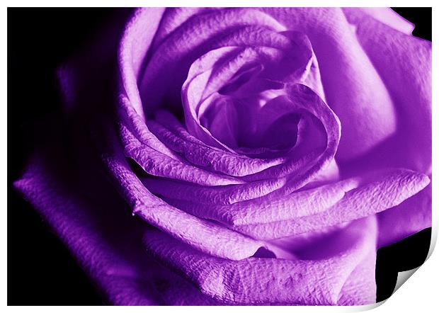The Purple Rose of Love Print by james balzano, jr.