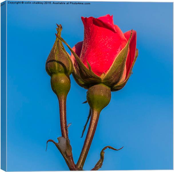  Rose Against An Azure Sky Canvas Print by colin chalkley