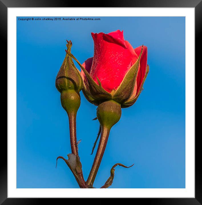  Rose Against An Azure Sky Framed Mounted Print by colin chalkley