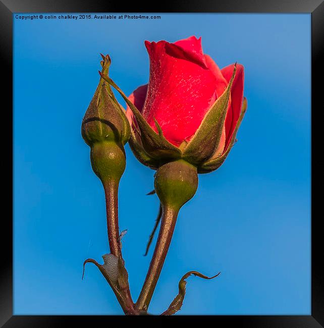  Rose Against An Azure Sky Framed Print by colin chalkley