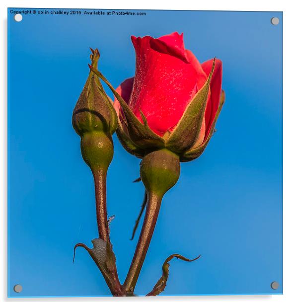  Rose Against An Azure Sky Acrylic by colin chalkley