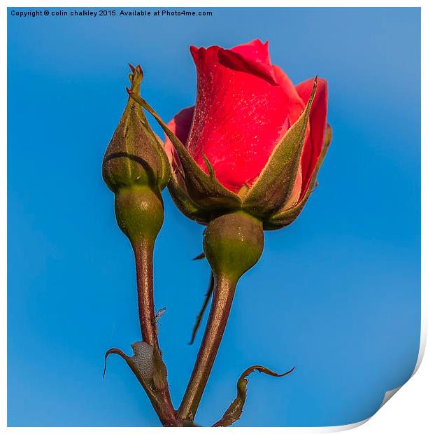  Rose Against An Azure Sky Print by colin chalkley