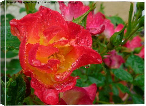  Rose and Water Droplets Canvas Print by Stephen Cocking