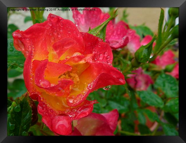  Rose and Water Droplets Framed Print by Stephen Cocking