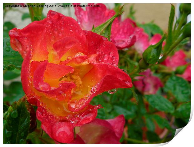  Rose and Water Droplets Print by Stephen Cocking