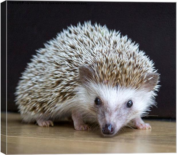  Hedgehog (APH) Canvas Print by Jay Beevor