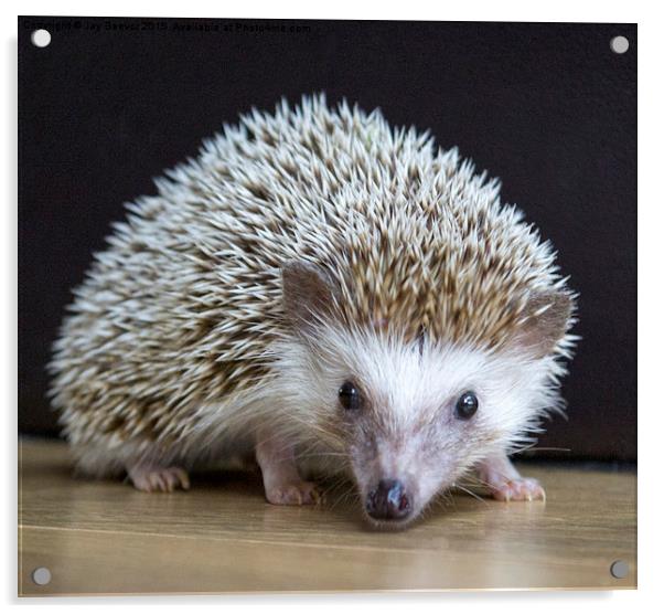  Hedgehog (APH) Acrylic by Jay Beevor