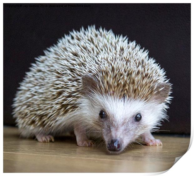  Hedgehog (APH) Print by Jay Beevor