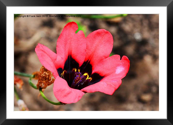  Spararix tricolour flower head- close up Framed Mounted Print by Frank Irwin