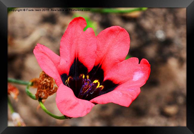  Spararix tricolour flower head- close up Framed Print by Frank Irwin