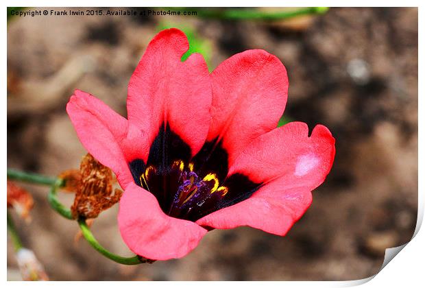  Spararix tricolour flower head- close up Print by Frank Irwin