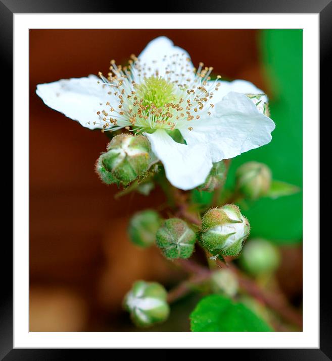  blossom Framed Mounted Print by sue davies