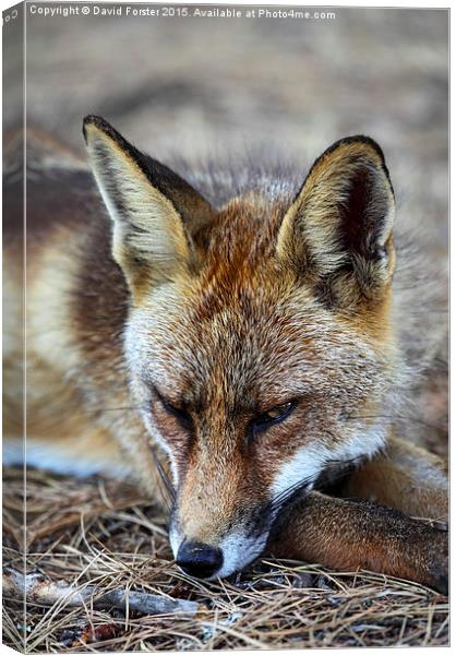 Sleepy Red Fox Vulpes vulpes Canvas Print by David Forster