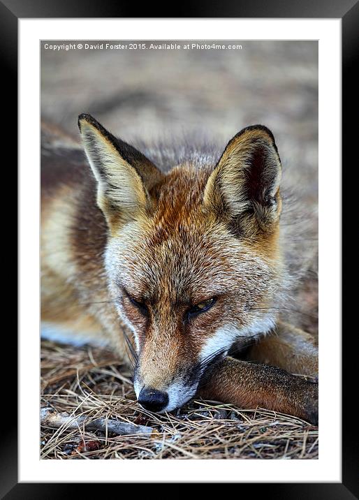 Sleepy Red Fox Vulpes vulpes Framed Mounted Print by David Forster