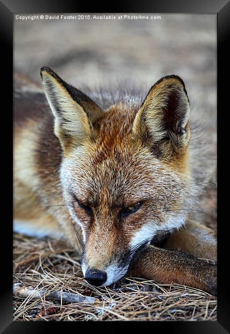 Sleepy Red Fox Vulpes vulpes Framed Print by David Forster
