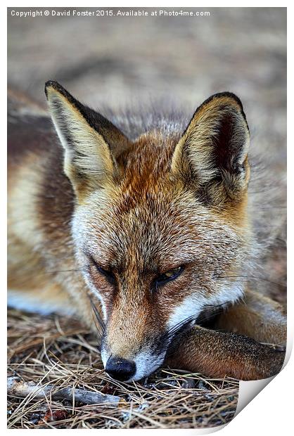 Sleepy Red Fox Vulpes vulpes Print by David Forster