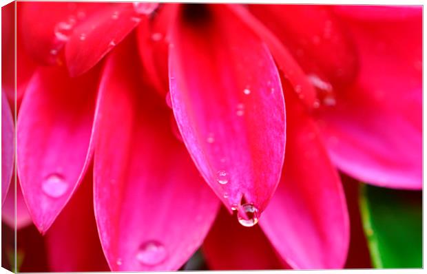  droplets Canvas Print by sue davies