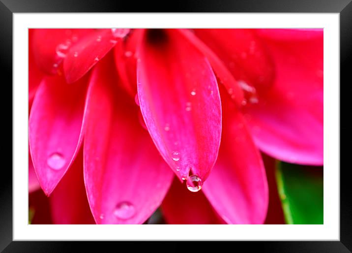  droplets Framed Mounted Print by sue davies