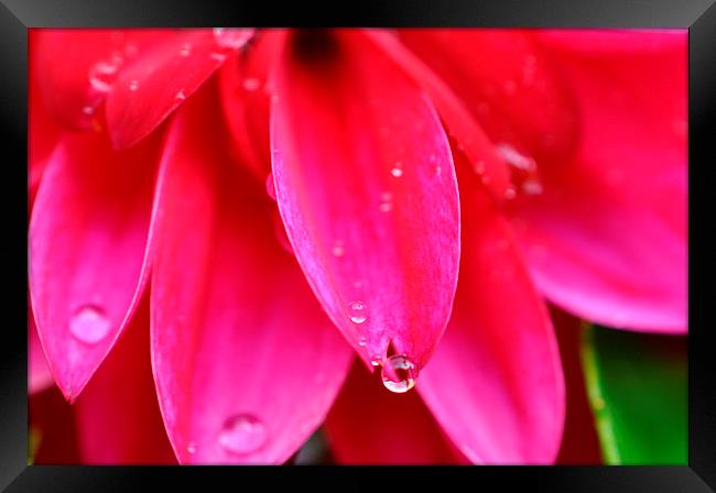  droplets Framed Print by sue davies