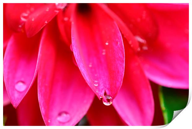  droplets Print by sue davies