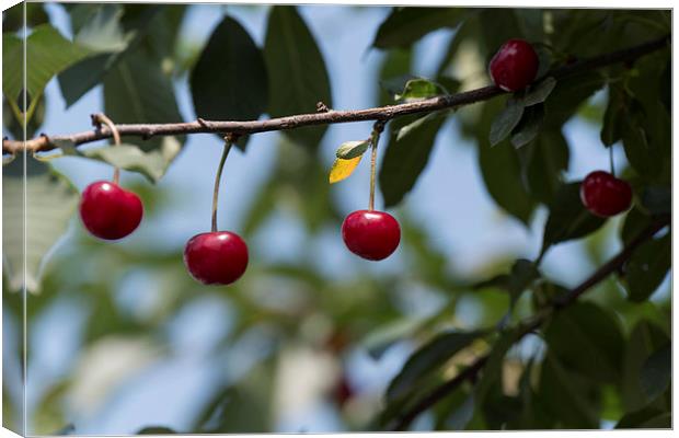 Cherries on branch Canvas Print by Adrian Bud