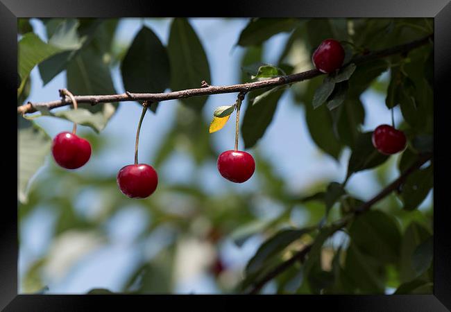 Cherries on branch Framed Print by Adrian Bud