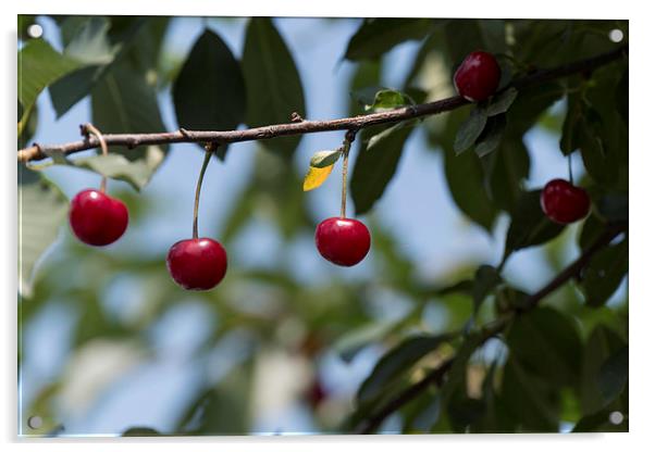 Cherries on branch Acrylic by Adrian Bud