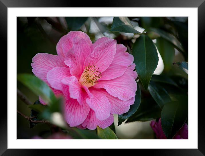  Camellia  Framed Mounted Print by Caron Parker