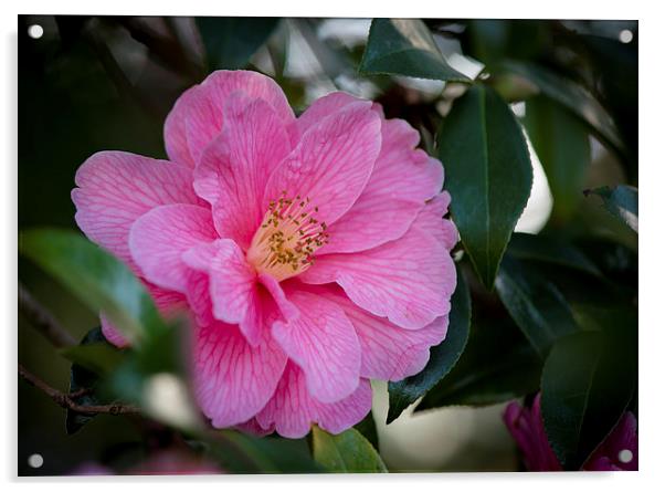 Camellia  Acrylic by Caron Parker