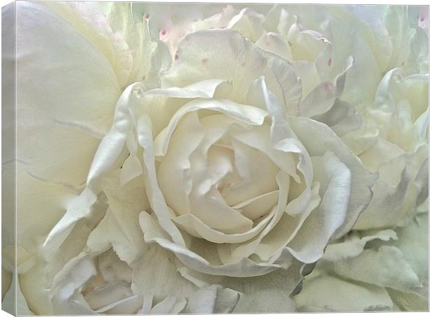 White Rose up close  Canvas Print by Sue Bottomley