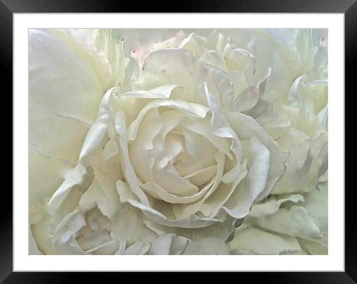 White Rose up close  Framed Mounted Print by Sue Bottomley