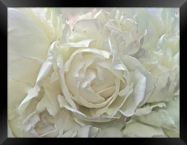 White Rose up close  Framed Print by Sue Bottomley