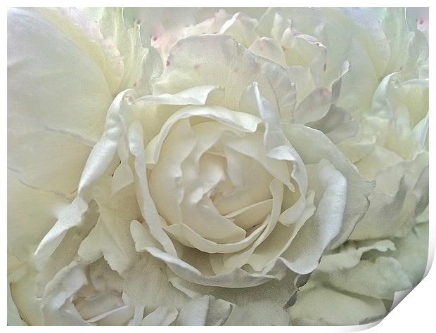White Rose up close  Print by Sue Bottomley