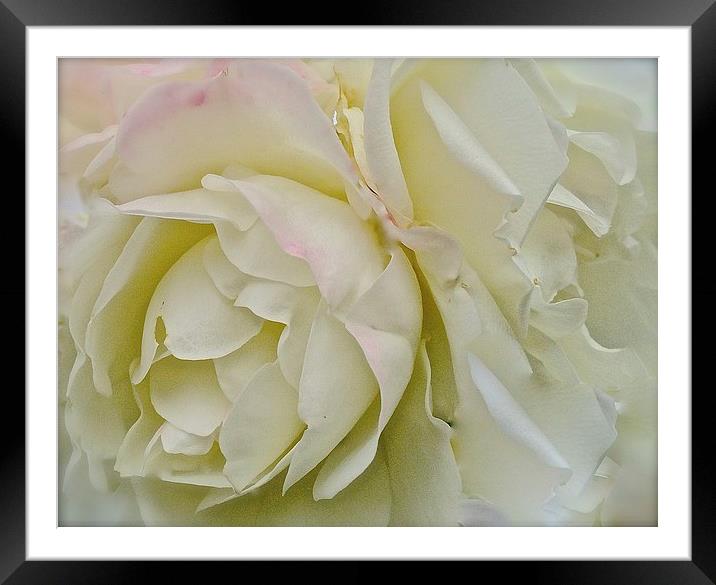  White, Cream and a dash of Pink Rose Framed Mounted Print by Sue Bottomley