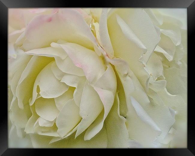  White, Cream and a dash of Pink Rose Framed Print by Sue Bottomley