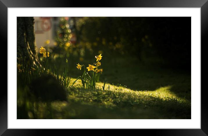  Daffodils  Framed Mounted Print by Caron Parker