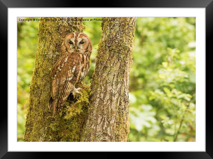 Tawny Owl Framed Mounted Print by Keith Thorburn EFIAP/b
