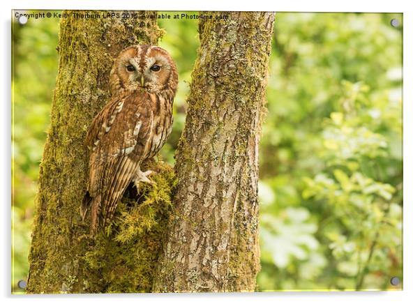 Tawny Owl Acrylic by Keith Thorburn EFIAP/b