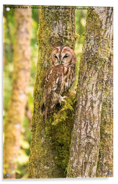 Tawny Owl Acrylic by Keith Thorburn EFIAP/b