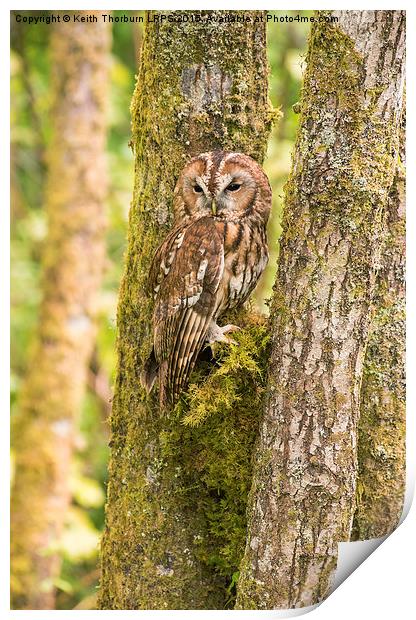 Tawny Owl Print by Keith Thorburn EFIAP/b